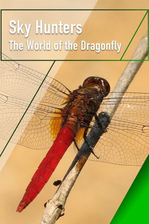 Sky Hunters – The World of Dragonfly